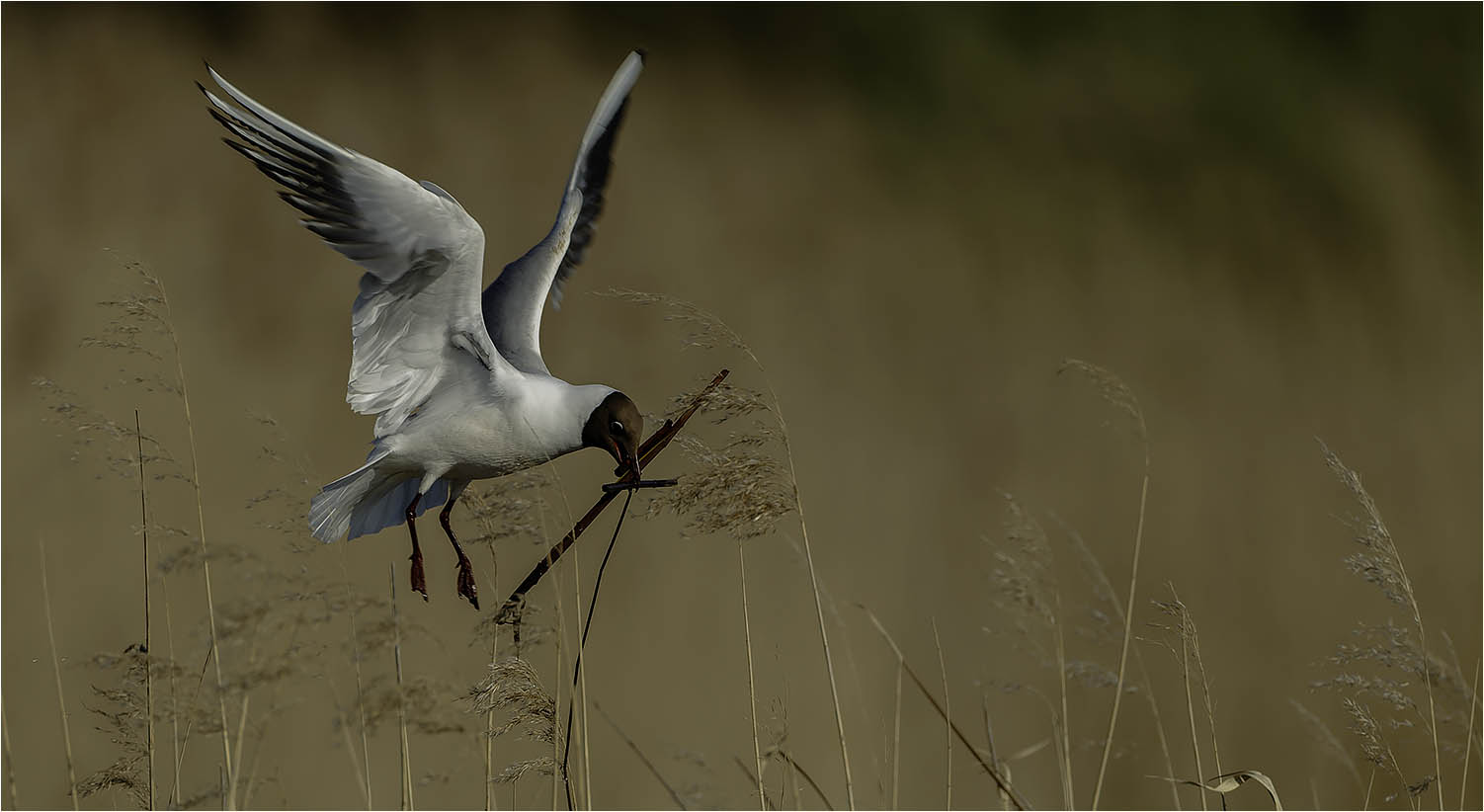 Mouette rieuse