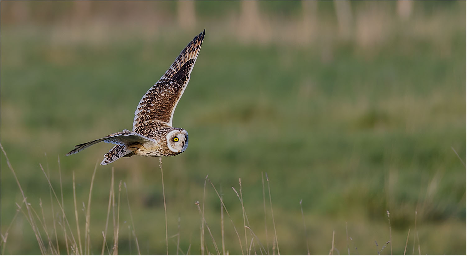 Hibou des marais