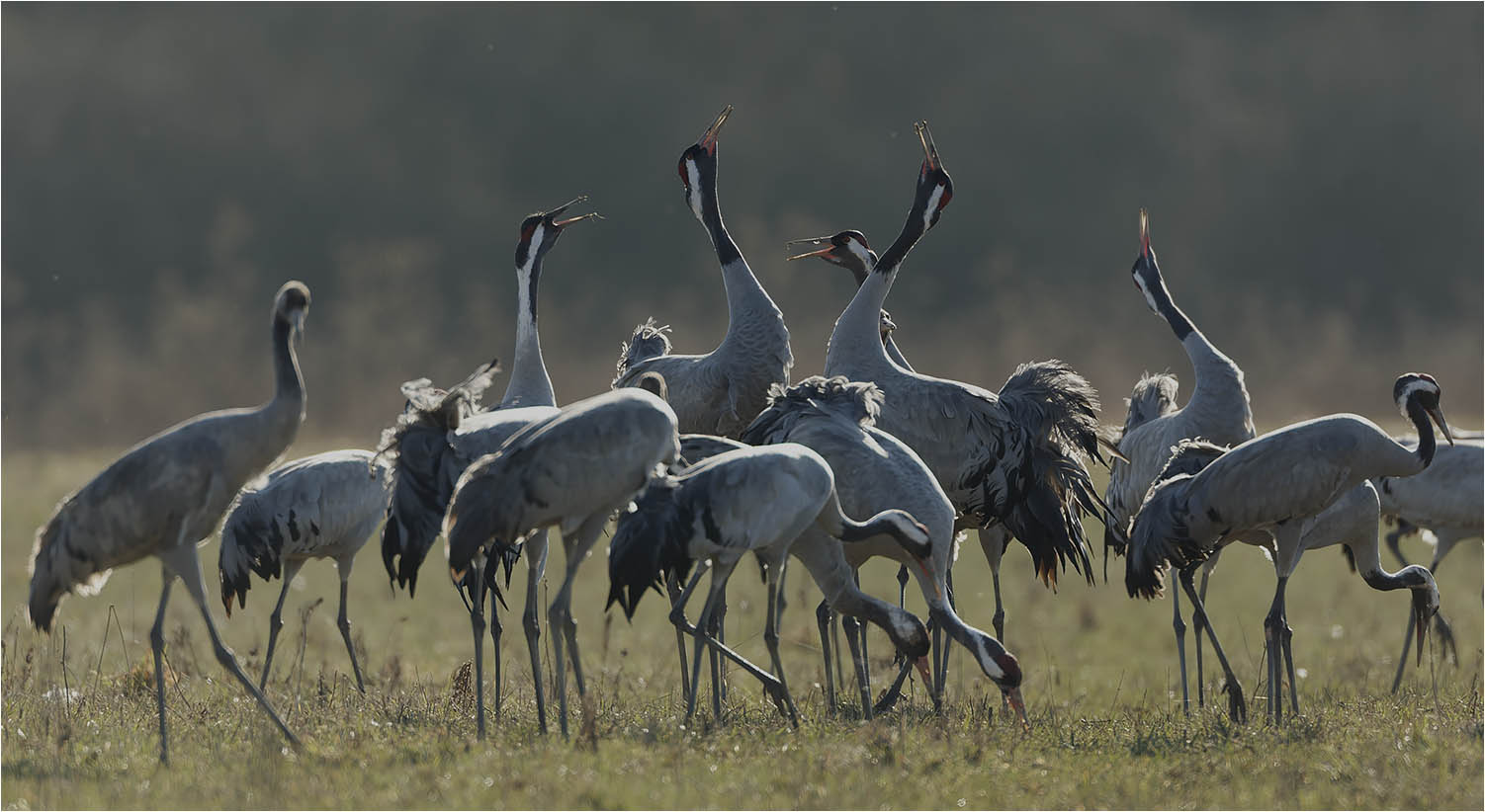 Grues cendrées